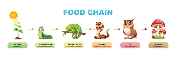 Ejemplo de una Cadena alimenticia
